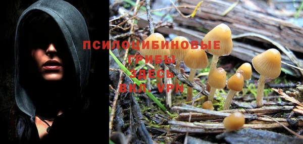 ПСИЛОЦИБИНОВЫЕ ГРИБЫ Осинники